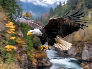 Fototapeta premium Bald eagle in flight a high-definition capture of majestic wildlife and nature's beauty