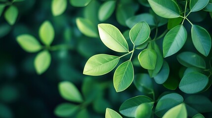 Obraz premium Close up of lush green leaves with soft light and dark background creating a natural scene
