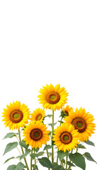 Obraz premium Vibrant Sunflower Bouquet on White Background - Perfect for Summer, Spring, and Vacation-Themed Designs - isolated background high resolution premium collection