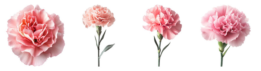 Beautiful Pink Carnations Displayed on a Black Background, PNG bundle collection, Isolated on Transparent Background