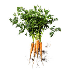 bunch of organic carrots with green tops isolated on a white background