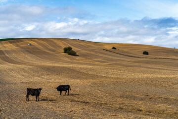 Agricultural farm land with cows grazing on the autumn harvested field