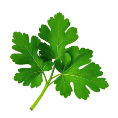 Coriander Leaves Isolated On Transparent Background, Generative AI
