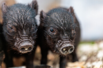 Pair of Cute Black Piglets (Pot-bellied/Mini Pigs) Portrait