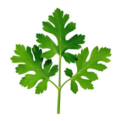 Coriander Leaves Isolated On Transparent Background, Generative AI