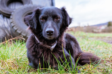 Portrait of Black Dog with Medium Length Fur Lying in Grass