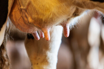 Closeup of Dairy Cow Udder and Teats Before Milking