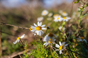 Closeup of White Daisy-Like Wildflowers (Chamomile/Mayweed)