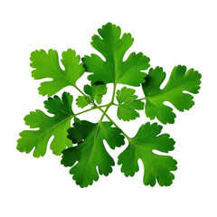 Coriander Leaves Isolated On Transparent Background, Generative AI
