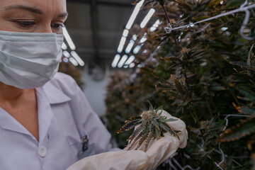 A researcher in a controlled environment inspects cannabis plants for quality assurance and growth...