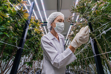 A researcher in a controlled environment inspects cannabis plants for quality assurance and growth...