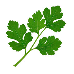 Coriander Leaves Isolated On Transparent Background, Generative AI