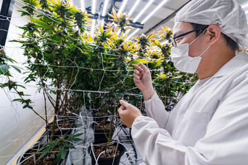 A researcher inspects cannabis plants in a high tech indoor facility, using digital technology for...