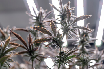 A researcher inspects cannabis plants in a high tech indoor facility, using digital technology for data analysis. Advancements in medical cannabis are shaping the future of sustainable cultivation.