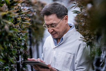 A researcher inspects cannabis plants in a high tech indoor facility, using digital technology for...