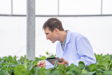 scientist inspects fresh strawberries in a modern greenhouse, ensuring quality and sustainability....