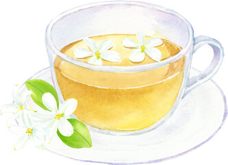 ジャスミンティーの水彩イラスト