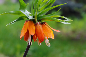 flower imperial crown fritillaria close up

