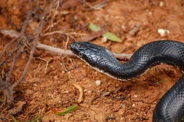 Rat Snake Elaphe obsoleta Pantherophis alleghaniensis