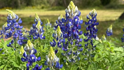 Fort Parker State Park, Texas, USA - best nature HD pics