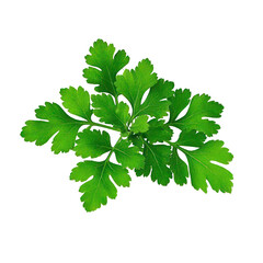 Coriander Leaves Isolated On Transparent Background, Generative AI