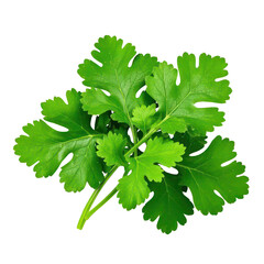 Coriander Leaves Isolated On Transparent Background, Generative AI