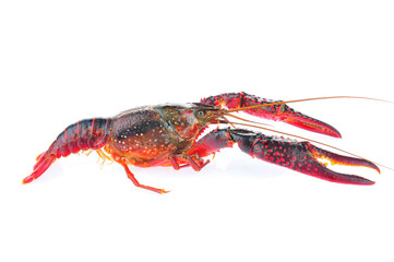 Lobster on a white background