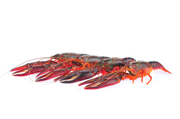 Lobster on a white background