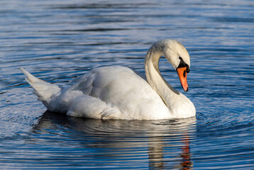 Close up of a Mute Swan in its signature classic pose in the soft light in a blue lake.