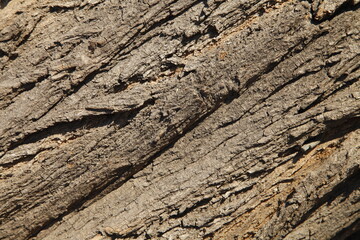 The texture of the old tree