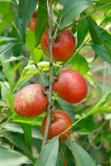 Organic peaches on tree branch