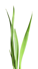 Blades of green grass isolated on white