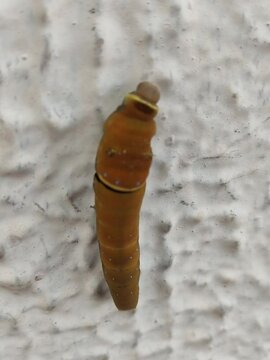 A beautiful caterpillar resting on the white wallUna bella oruga descansando sobre la pared de color blanco(43