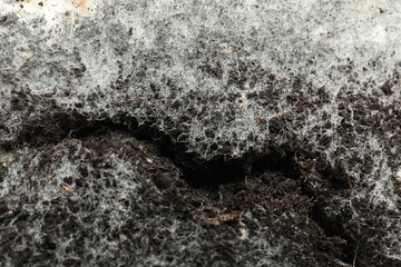 Soil affected with white mold, top view