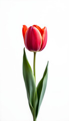 Naklejka premium Single Red Tulip on White Background - Springtime Floral Elegance for Vacations and Celebrations - isolated background high resolution premium collection