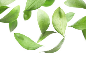 Many fresh green leaves flying on white background