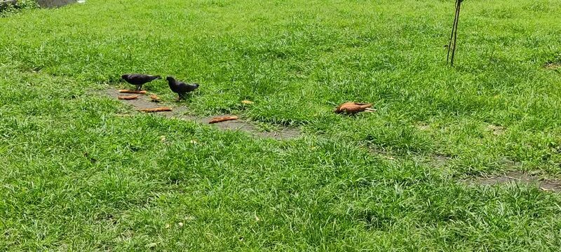 Funny portrait of a pigeon with another one blurred behind it Lindas palomas divirti&eacute;ndose&nbsp; mientras come(65)