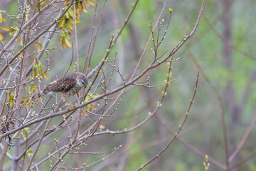 Sharp-shinned hawk perched in a tree.