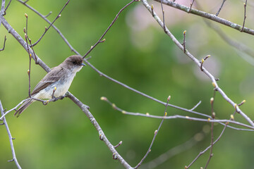 Eastern phoebe perched in a tree.