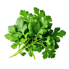 Coriander Leaves Isolated On Transparent Background, Generative AI