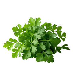 Fototapeta premium Coriander Leaves Isolated On Transparent Background, Generative AI