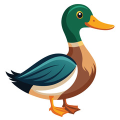 Duck isolated on white background