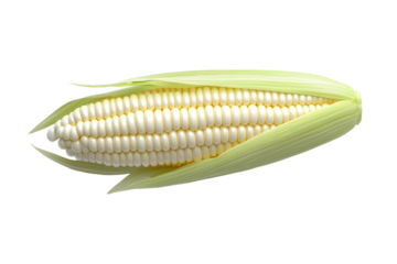 Large white corn cob with a green husk, isolated