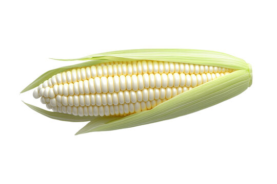Large white corn cob with a green husk, isolated