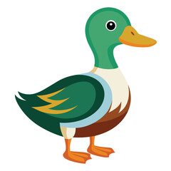 Duck isolated on white background