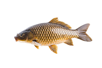 Fototapeta premium Fish with a mouth open and a black eye, isolated