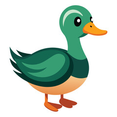 Duck isolated on white background