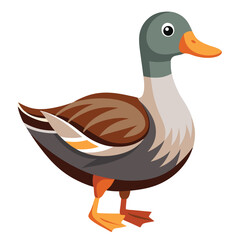 Duck isolated on white background