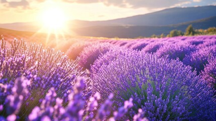 Naklejka premium A field of lavender in full bloom, purple waves under the sun, --ar 16:9 --v 6.1 Job ID: 7b9f0b49-83c6-4624-9a4f-1938d75b7657