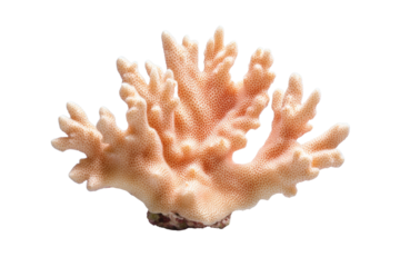 Large, white coral with many small bumps and ridges, isolated